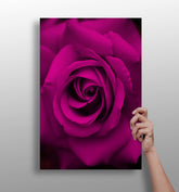 Rose Aluminum Print.